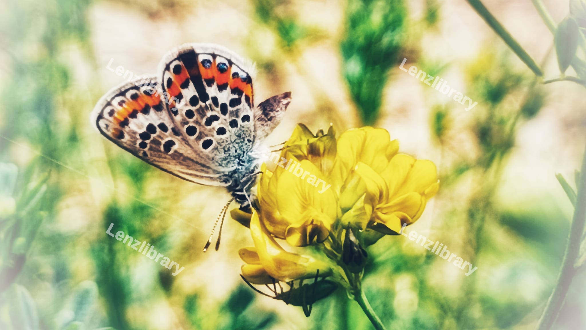 Butterfly